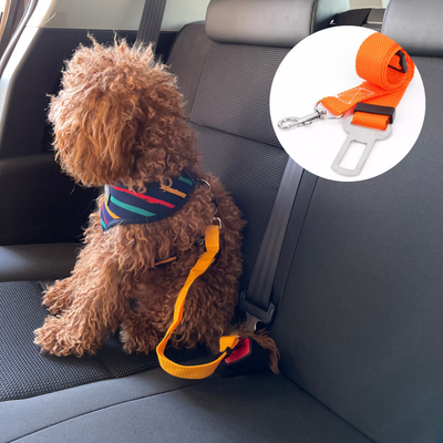 Safety Buckle Leash